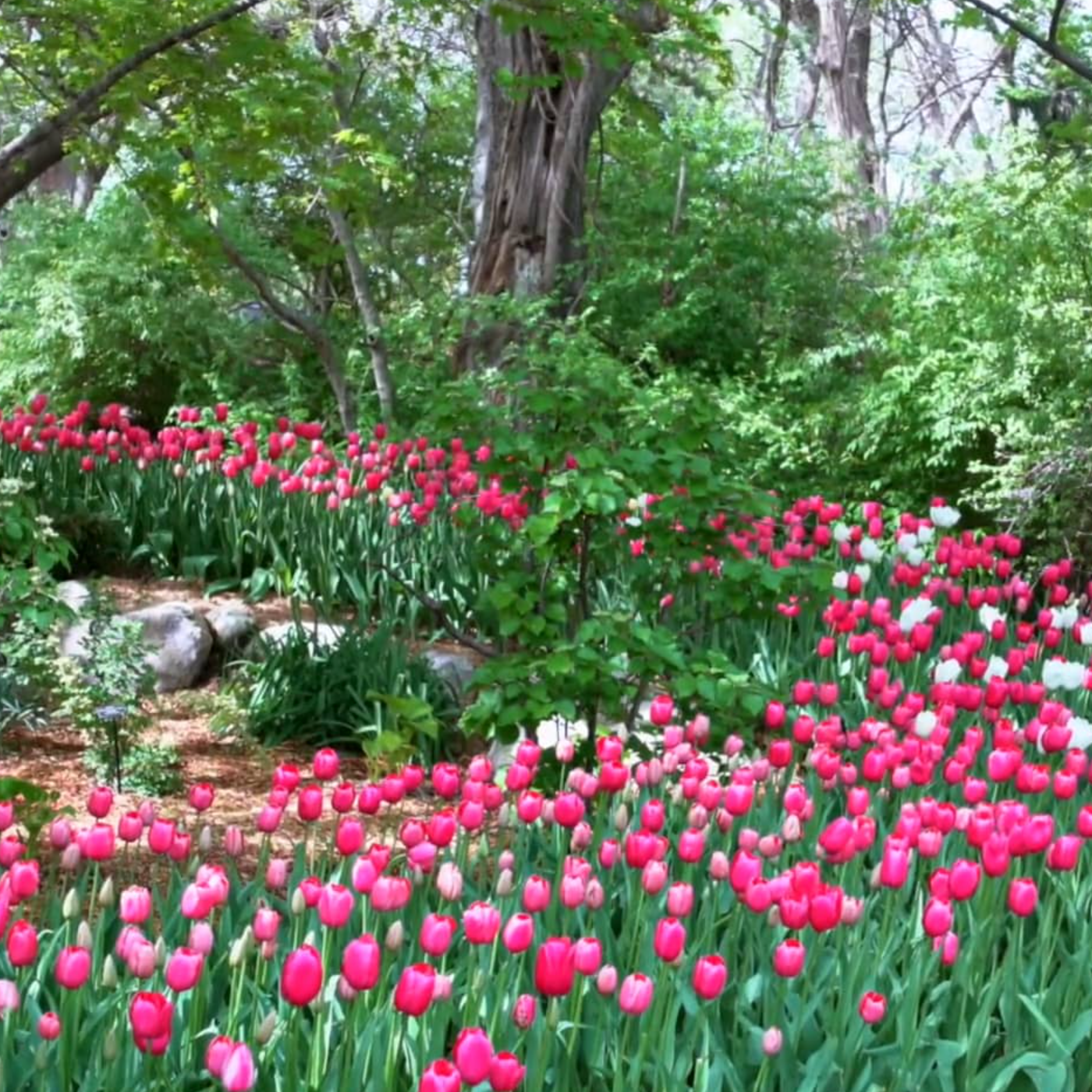 Wichita LandscapeHome Wichita Landscape